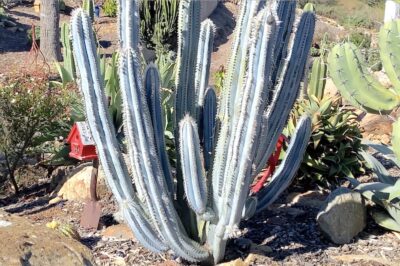 Pilosocereus pachycladus Upright columnar blue cactus with white fur (c) Debra Lee Baldwin)