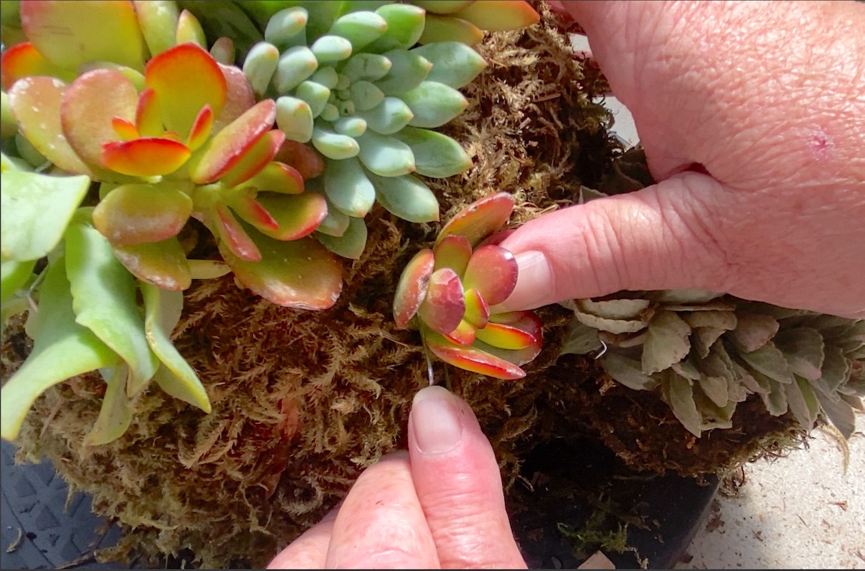 Pinning succulent cutting to moss topiary form