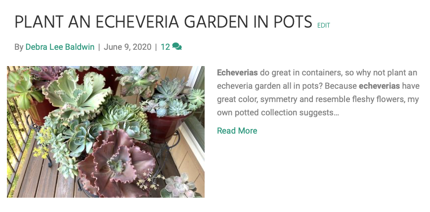 Plant an echeveria garden in pots (c) Debra Lee Baldwin