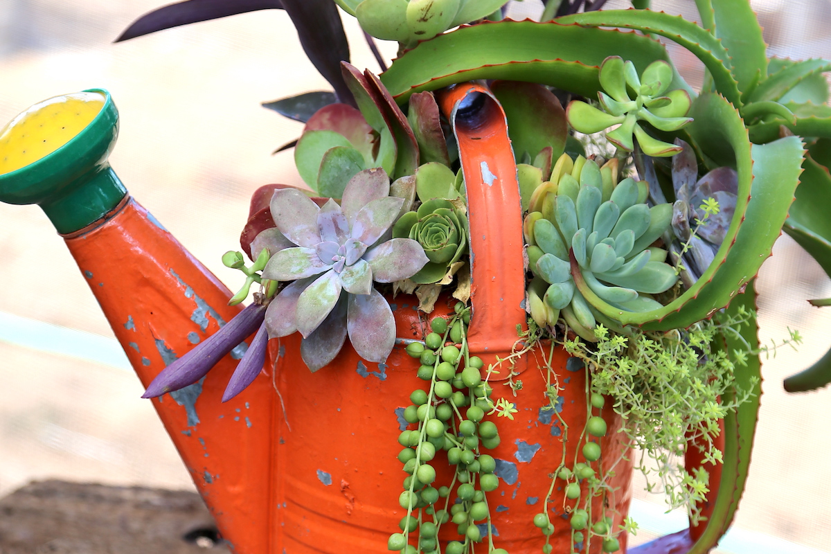 Planted watering can