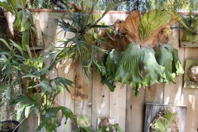 Collection of stag horn ferns (platyceriums)