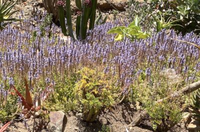 Strong smelling shrub with purple flowers Plectranthus neochilus (c) Debra Lee Baldwin