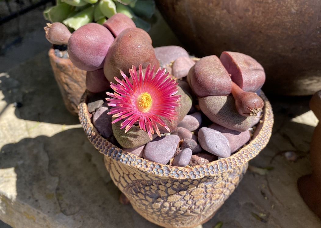 Pleiospilos in bloom (c) Debra Lee Baldwin 