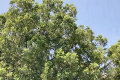 Lacy tree for Southern California gardens makes a good screen (c) Debra Lee Baldwin