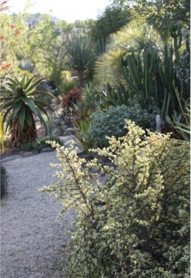 Portulacaria in Patrick Anderson's garden (c) Debra Lee Baldwin