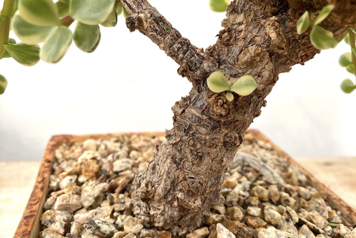 Succulent with corky bark that's perfect for bonsai (c) Debra Lee Baldwin 