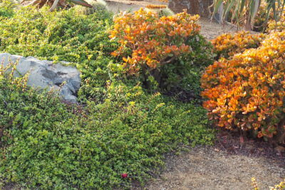 Portulacaria afra 'Minima', golden jade Succulent driveway (c) Debra Lee Baldwin