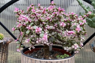 Portulacaria afra 'Minima' pink variegation (c) Debra Lee Baldwin