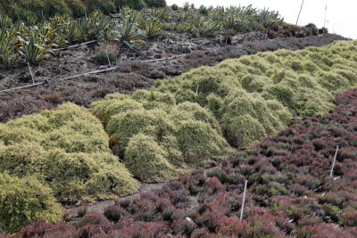 Succulent Portulacaria afra 'Variegata', Waterwise Botanicals (c) Debra Lee Baldwin
