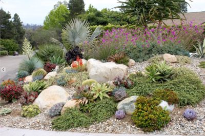 Succulent garden with Portulacaria afra 'Variegata' and 'Minima' (c) Debra Lee Baldwin