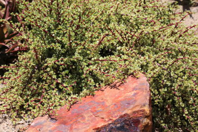 Red-stemmed Portulacaria afra 'Variegata' and boulder (c) Debra Lee Baldwin
