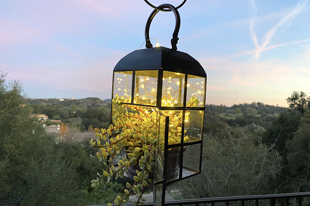 Succulent lantern with Portulacaria afra 'Variegata' (c) Debra Lee Baldwin