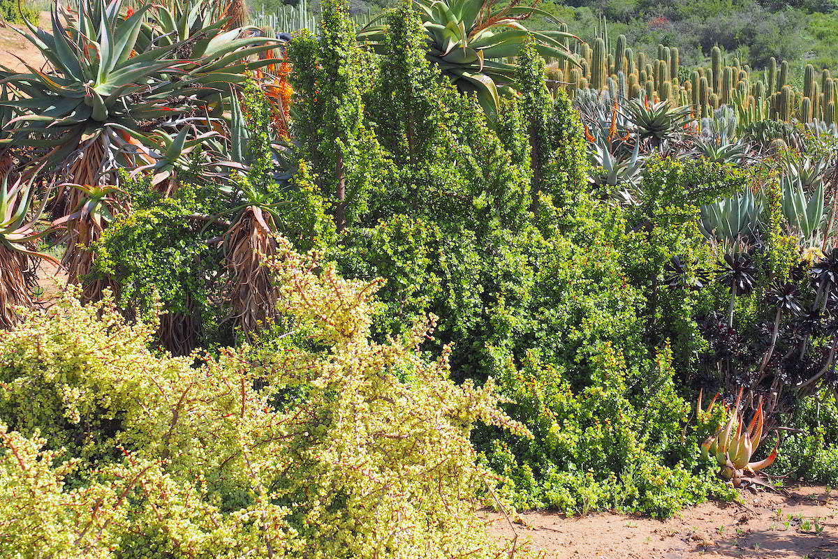 Succulent firebreak