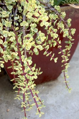 Succulent Portulacaria afra 'Variegata' in pot (c) Debra Lee Baldwin