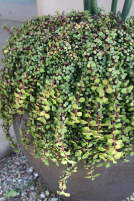 Succulent Portulacaria afra 'Minima' pot (c) Debra Lee Baldwin