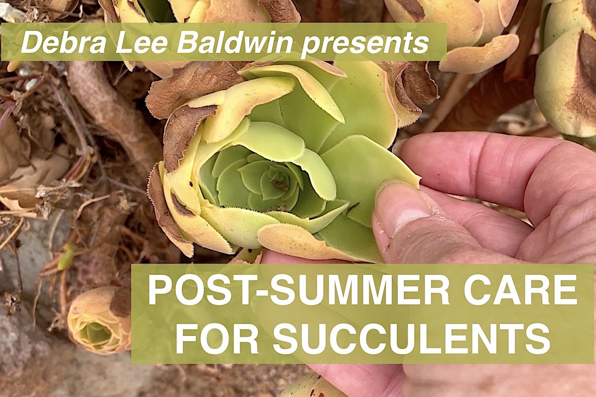 Video: Post-Summer Care for Succulents 1200x800