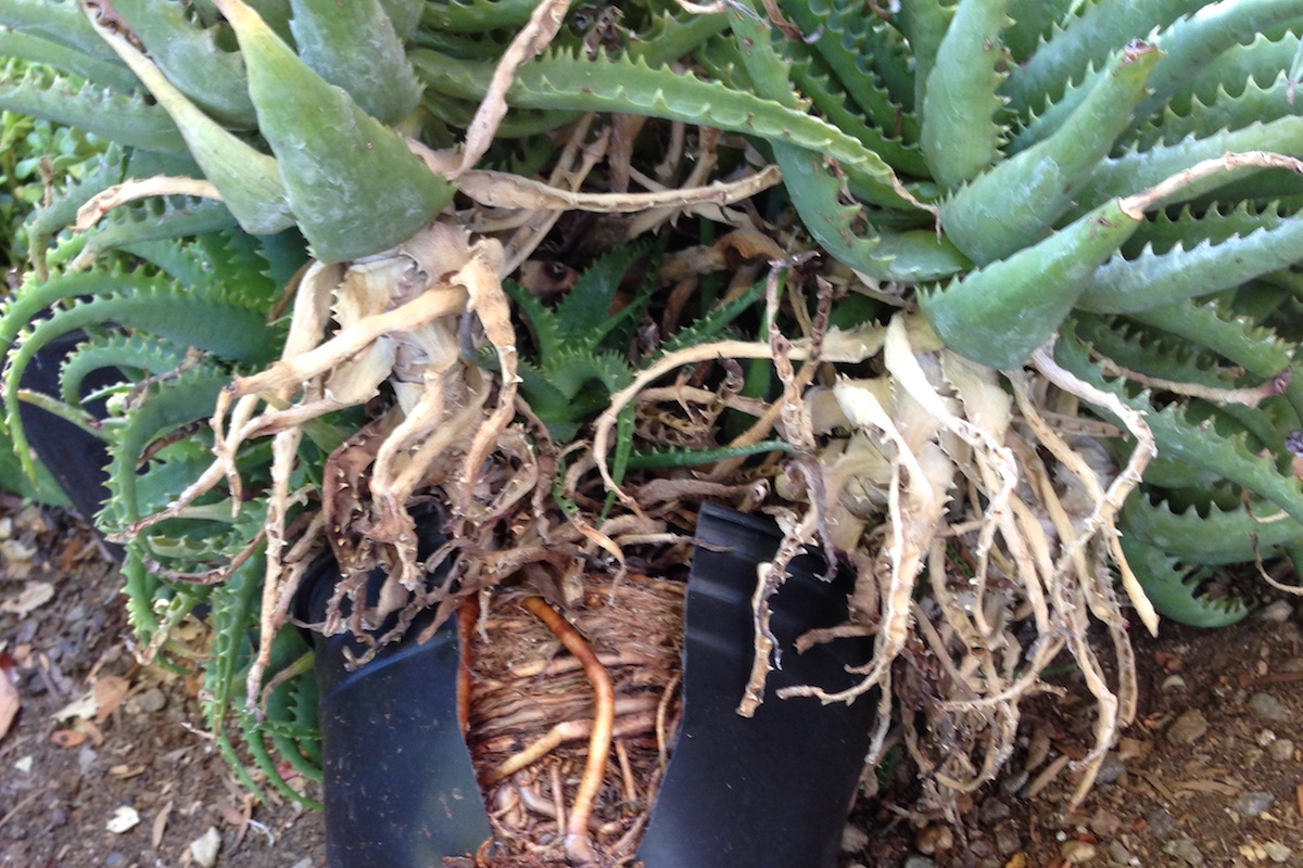 Root bound succulent