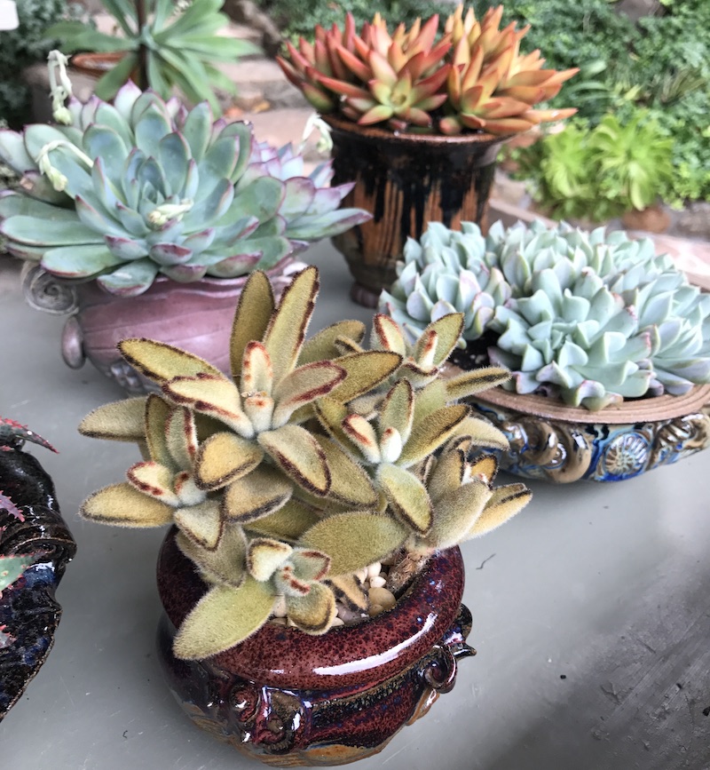 How to pick the perfect succulent for a pot (c) Debra Lee Baldwin)