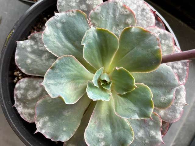 White mildew fungus on echeveria