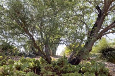 Low-water Chilean Mesquite tree in succulent garden (c) Debra Lee Baldwin