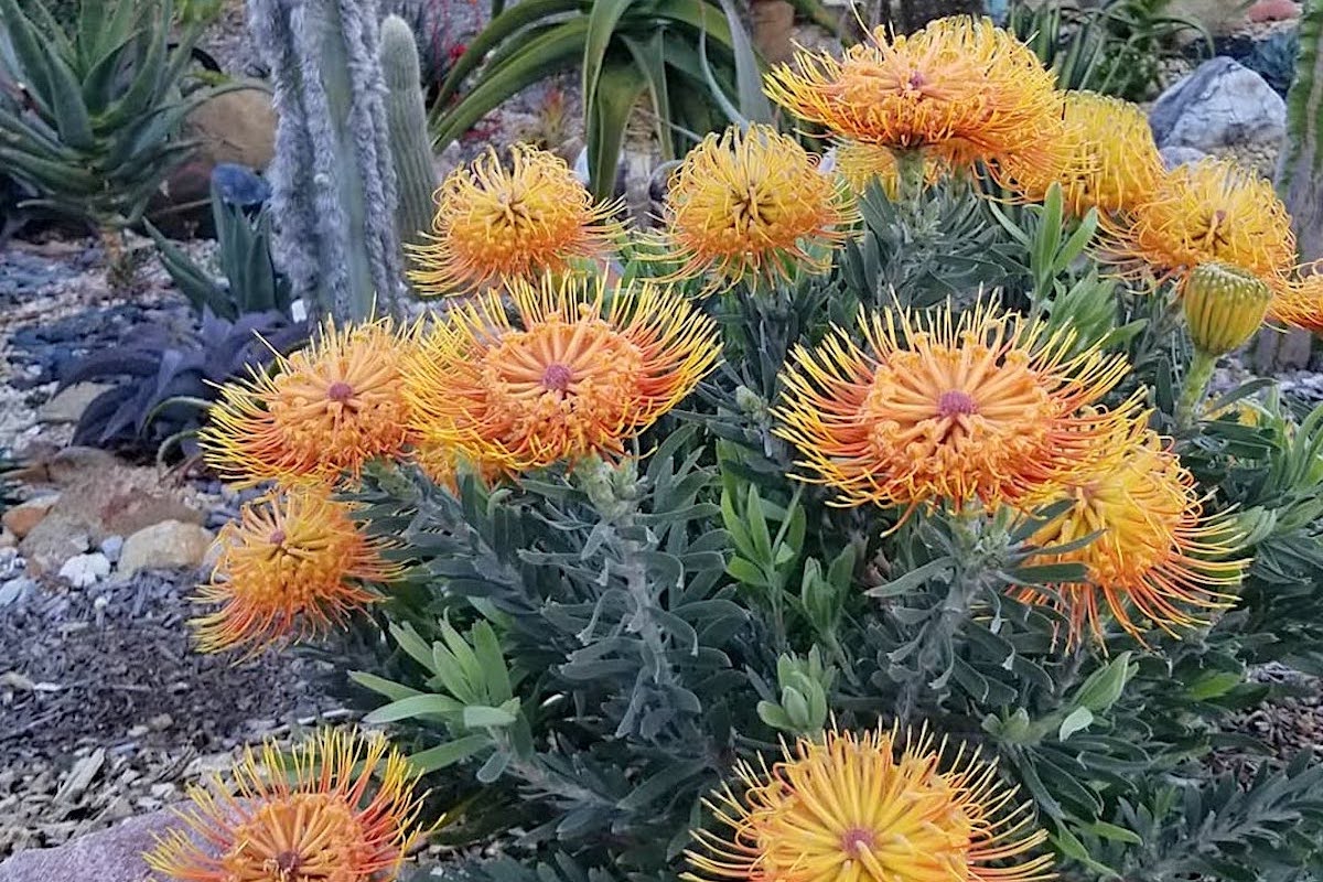 Protea in bloom