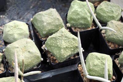 Cube-shaped succulent Pseudolithos cubiformis (c) Debra Lee Baldwin