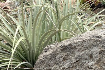 Puya chilensis is an upright, fountain-shaped plant with narrow, serrated leaves (c) Debra Lee Baldwin