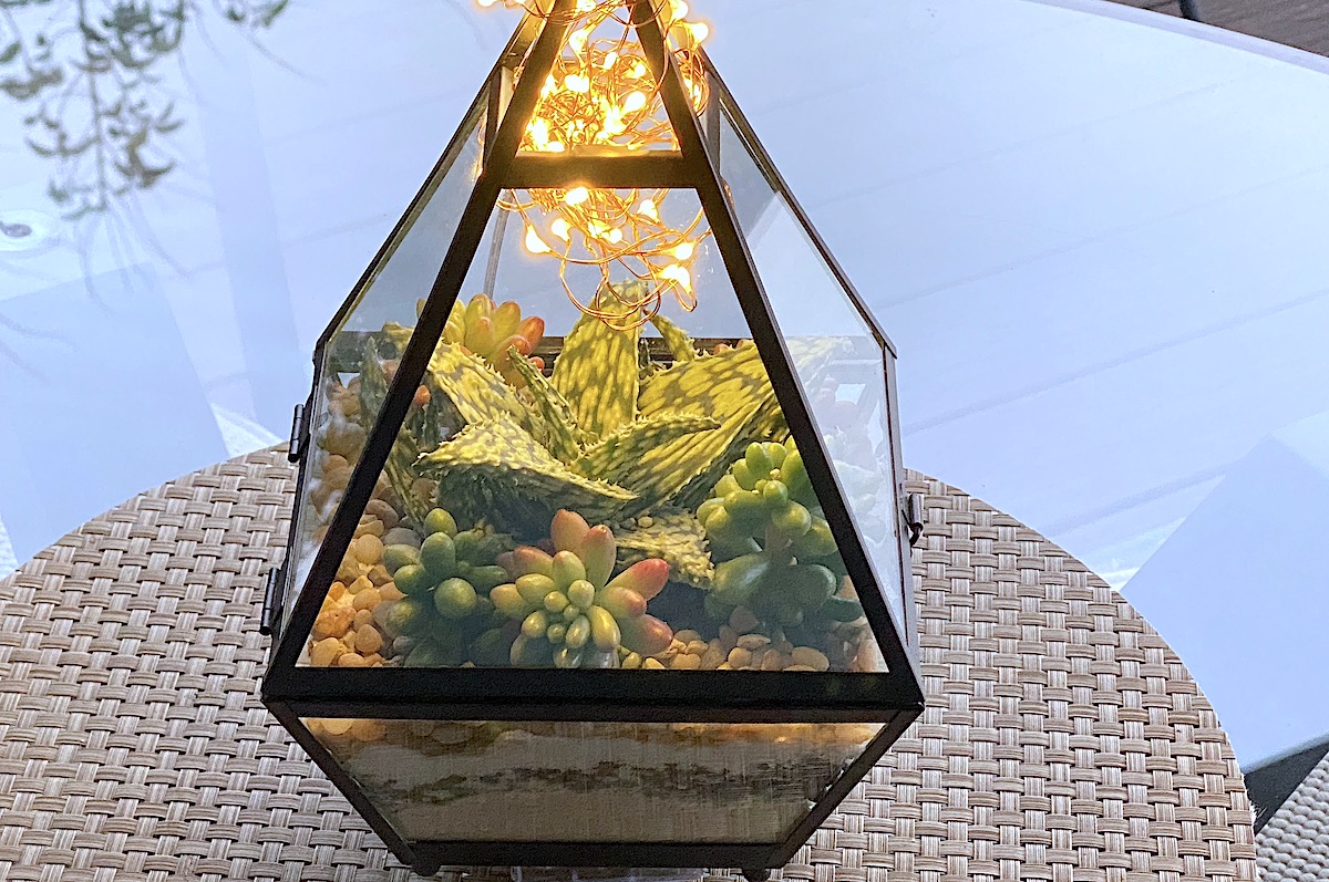 Succulents in a glass pyramid lantern