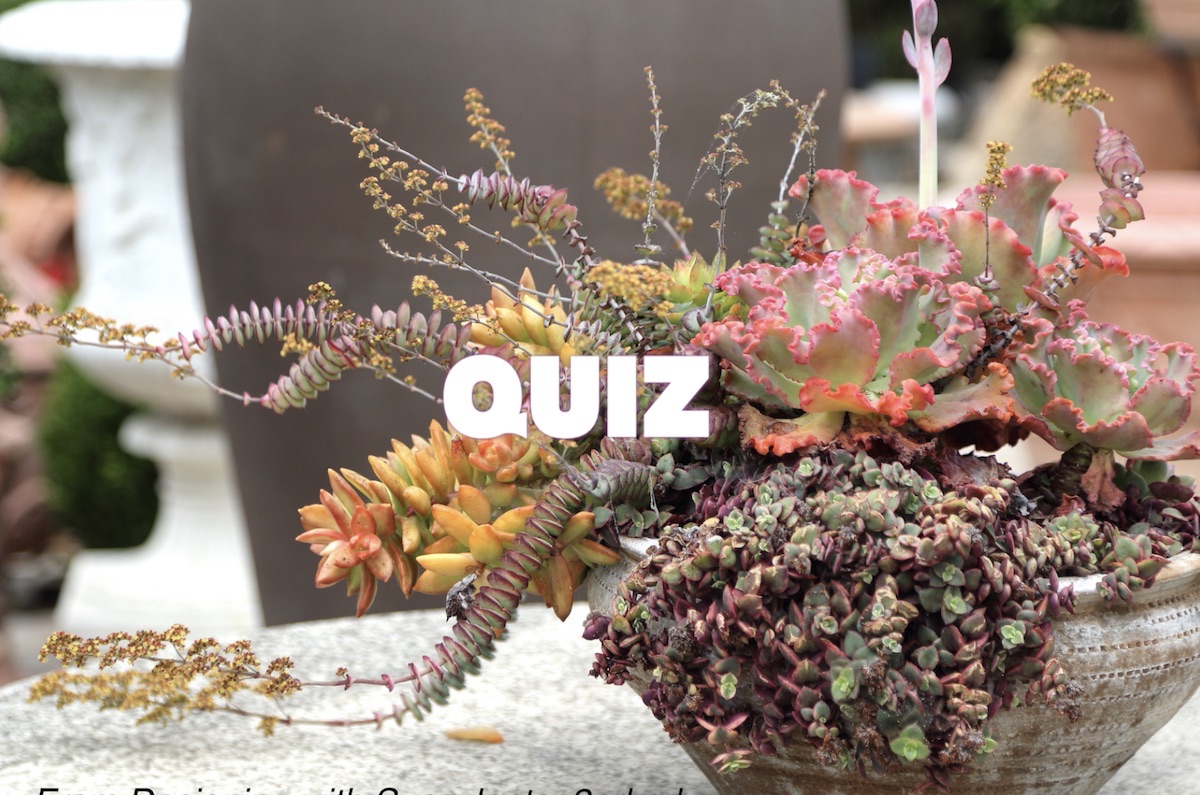 Shade Succulents Quiz