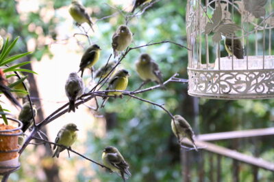 Flock of lesser goldfinches (c) Debra Lee Baldwin