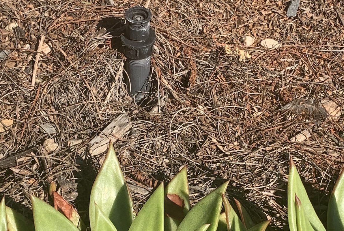 Irrigation for succulent garden, bubbler (c) Debra Lee Baldwin