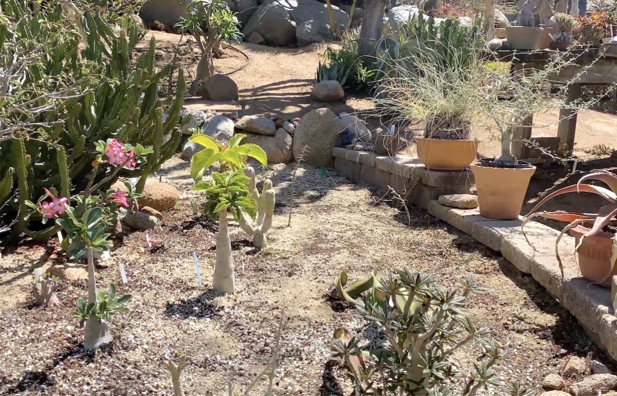 Raised bed with fast-draining soil for succulents (c) Debra Lee Baldwin