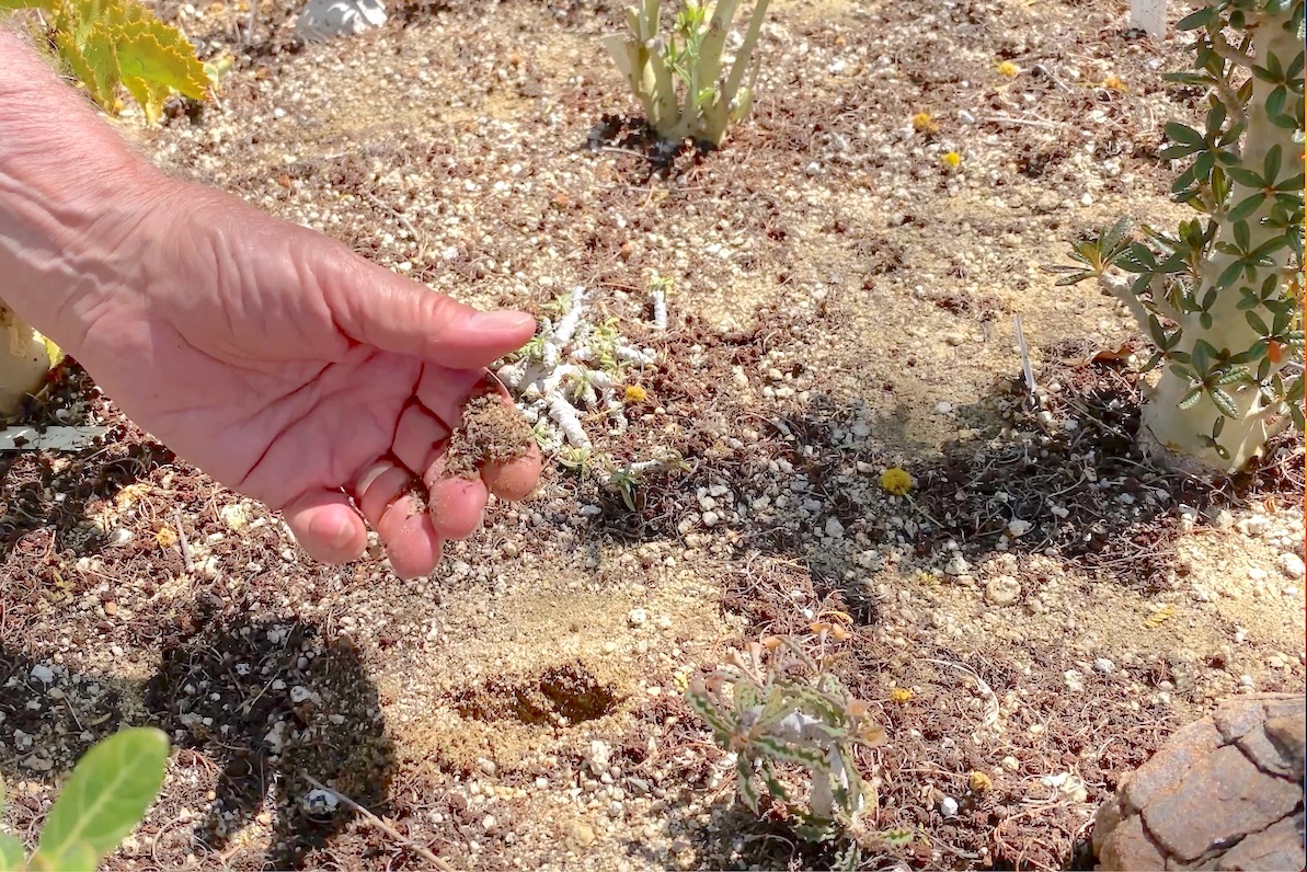 Succulents prefer a gritty, fast draining soil high in DG (c) Debra Lee Baldwin