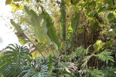 Traveler's palm Ravenala madagascariensis (c) Debra Lee Baldwin