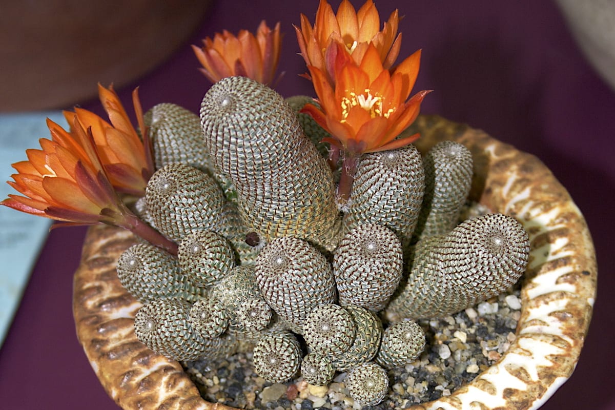 Small cactus Rebutia heliosa (c) Debra Lee Baldwin