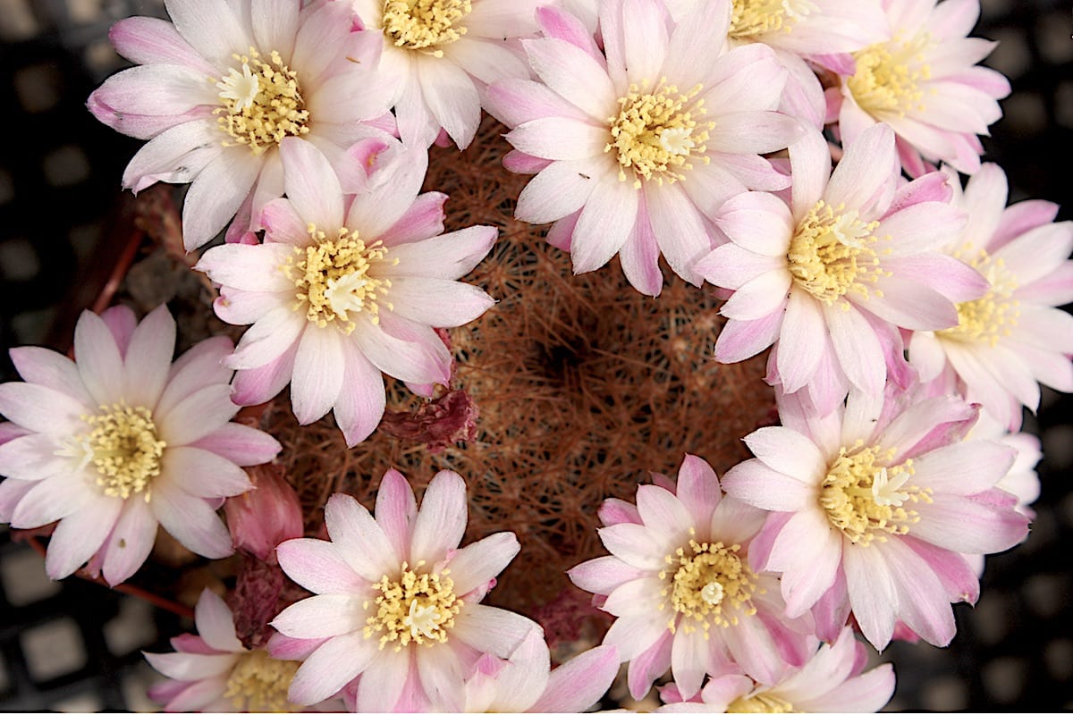 Pink flower cactus Rebutia narvasense (c) Debra Lee Baldwin