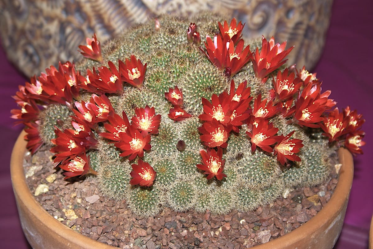 Red flower cactus Rebutia sanguinea (c) Debra Lee Baldwin