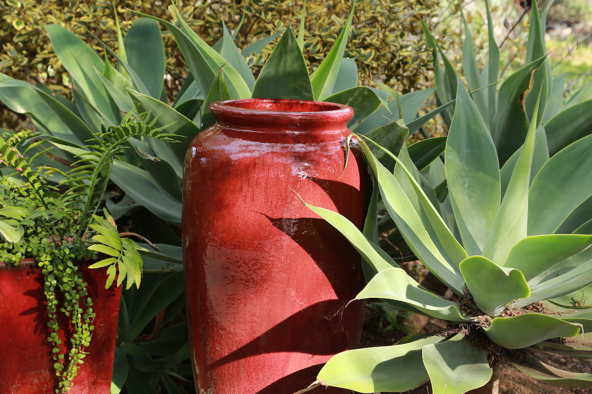 Contrast Red pots, green agaves (c) Debra Lee Baldwin