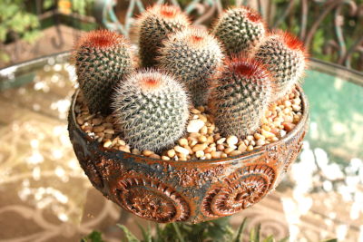 Red-spined cactus in Susan Aach pot (c) Debra Lee Baldwin