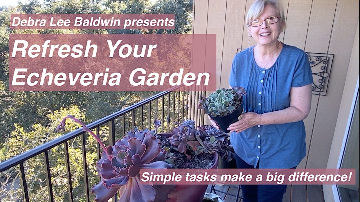 Refresh Your Echeveria Garden video
