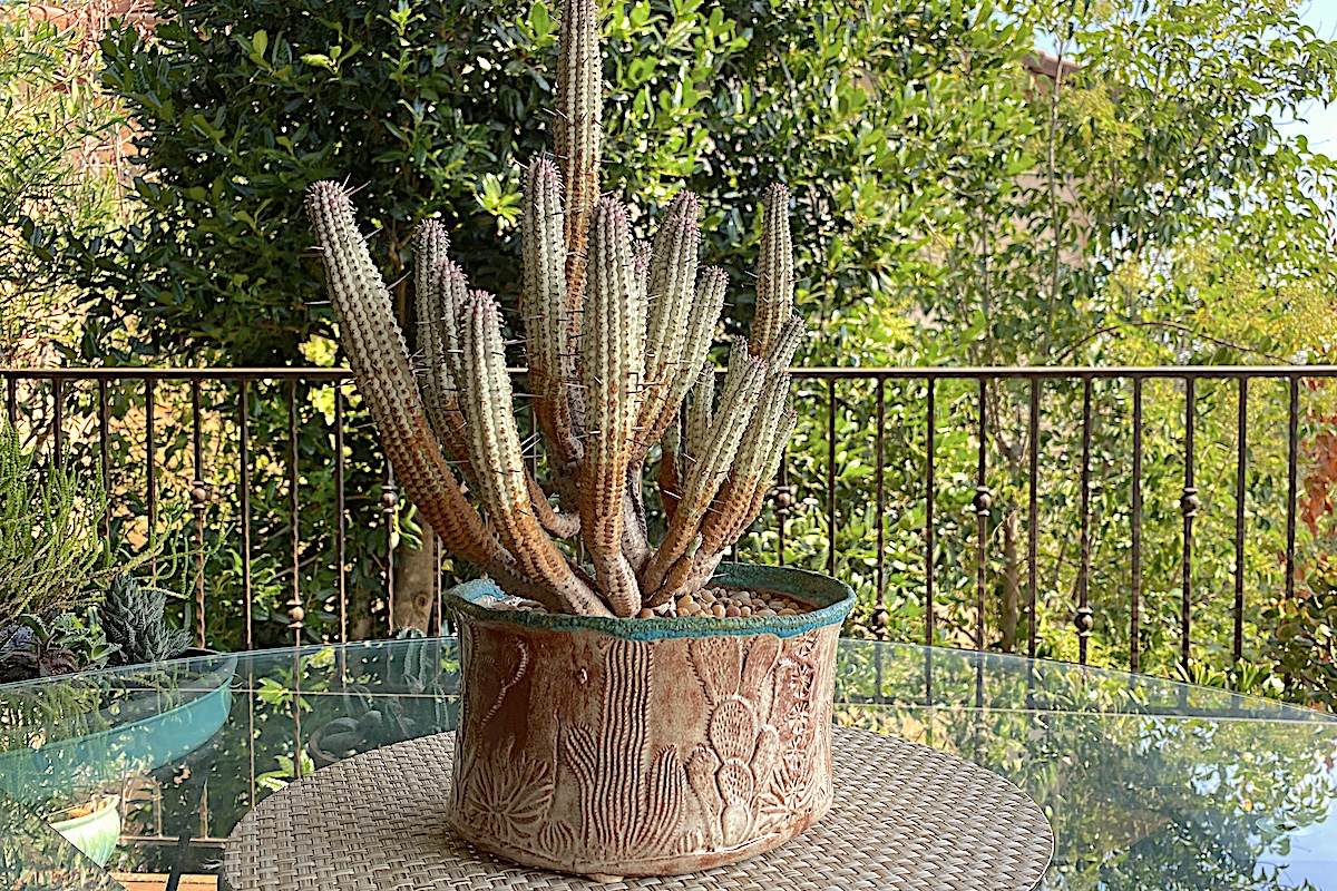 Spiky euphorbia in art pot on my deck