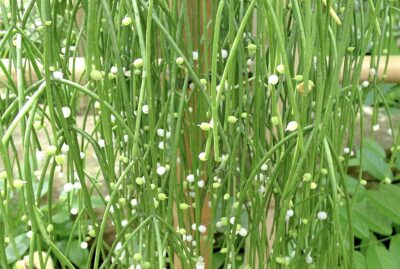 Rhipsalis-baccifera-subsp.-baccifera-in-June-Wikipedia-Jdsteakley