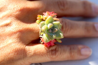 Succulent ring