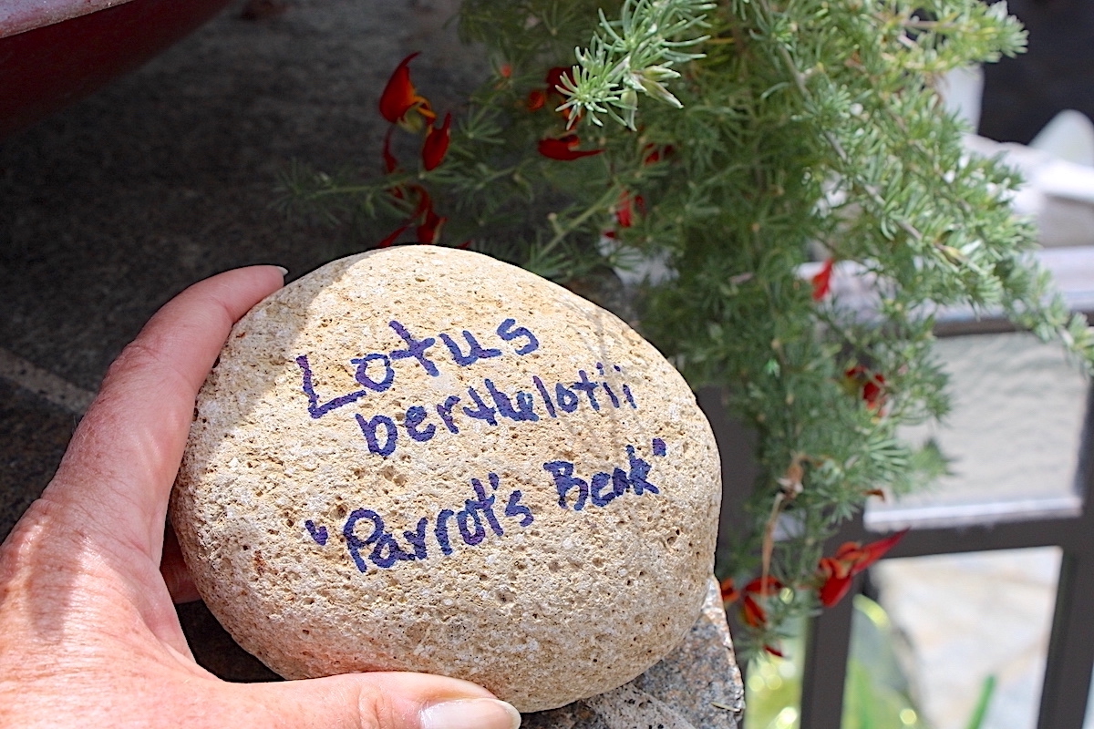 Rock used as plant label (c) Debra Lee Baldwin