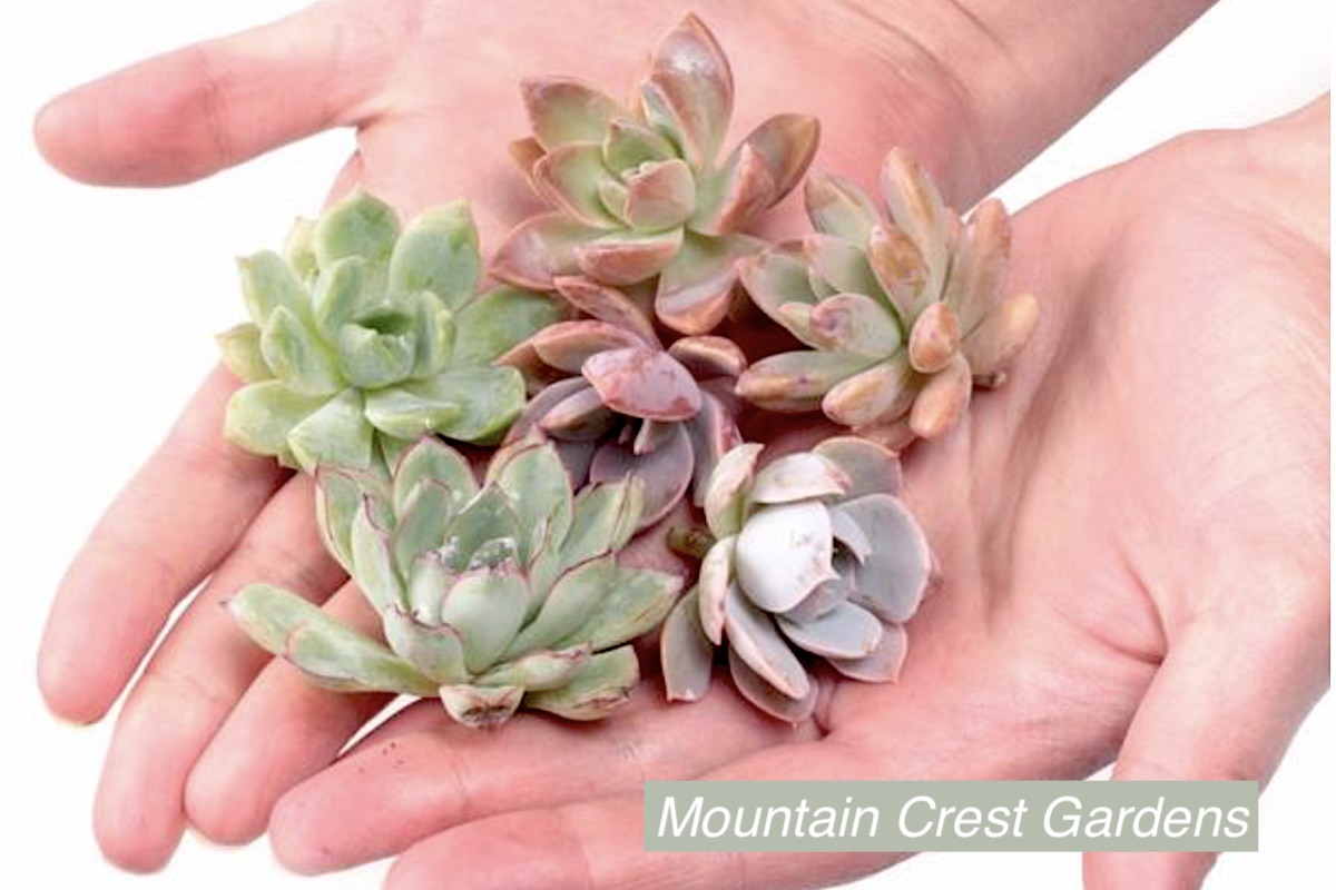 Cuttings from Mountain Crest Gardens 