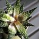 Haworthia showing rot (c) Debra Lee Baldwin