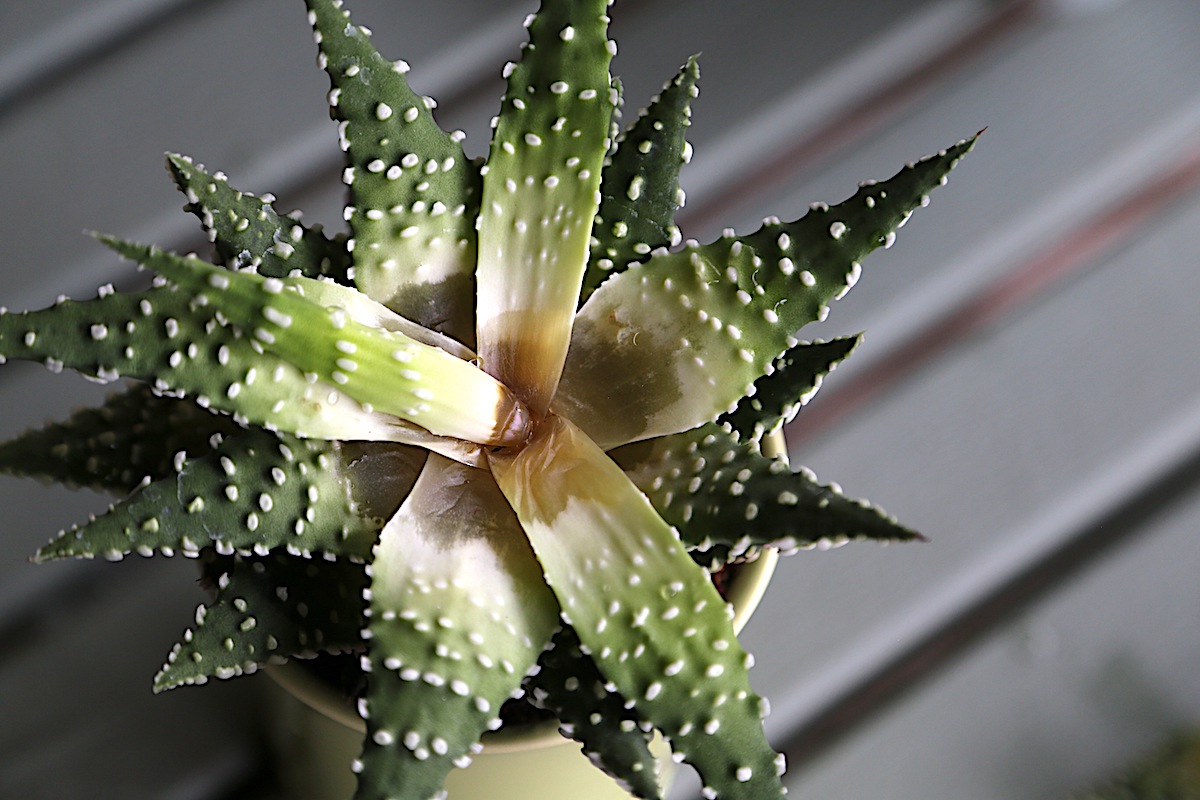 Haworthia showing rot (c) Debra Lee Baldwin