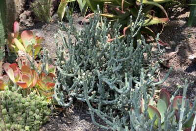 Ruschia crassa succulent at the San Diego Safari Park South African garden (c) Debra Lee Baldwin