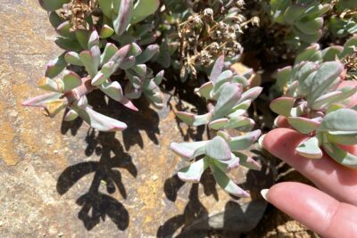 Ruschia maxima a type of ice plant at the San Diego Zoo Safari Park (c) Debra Lee Baldwin