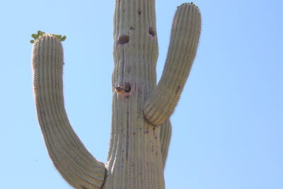 Saguaro, cactus wren (c) Debra Lee Baldwin 